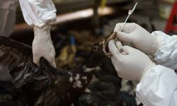 Fransız sağlık yetkilileri: Kuş gribi Covid'den daha kötü bir pandemi riski taşıyor