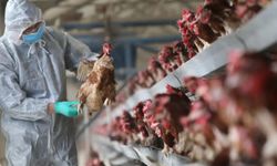 Hollanda-Almanya sınırında kuş gribi tespit edildi