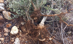 İşgalciler, Filistinlilere ait 135 zeytin ağacını kökünden söktü