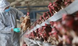 İspanya’da kuş gribi nedeniyle 2 milyondan fazla kümes hayvanı itlaf edildi
