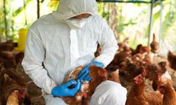 İspanya'da kuş gribi vakalarında artış