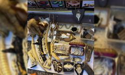 İstanbul’da yasaklı yaban hayatı ürünlerine denetim: Fil dişi ve timsah derisi ele geçirildi