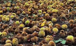 İzmir’de kestane hasadı: 240 ton ürün elde edildi