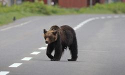 Japonya’da ayı saldırıları arttı: 13 kişi öldü, ayılar görüldüklerinde vurulacak