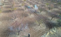 Malatya İl Tarım ve Orman Müdürlüğü'nden kayısı üreticilerine sonbahar uyarısı