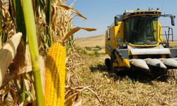 Mardin Ovası'nda mısır hasadı başladı: Verim iyi, fiyat çiftçiyi hayal kırıklığına uğrattı
