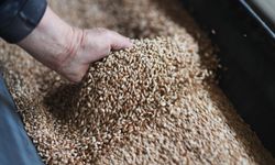 Rus buğdayı, Azerbaycan üzerinden Ermenistan'a sevk edildi