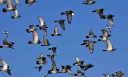 Rusya, uzaktan yönlendirilebilen "biyo-drone" güvercinler geliştirdi