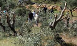 Siyonist rejim ve yerleşimci çetelerden zeytin hasadına 340 saldırı
