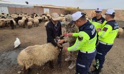 Sürü hayvanlarına gece görünürlüğü için reflektif bant uygulandı