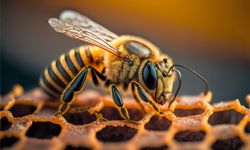 Türkiye’den dünyaya açılan bilim mirası: ABC algoritması 20 yıldır kullanımda