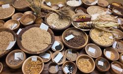 12 bin yıllık miras "Iza Buğdayı" yeniden üretilmeye başlandı