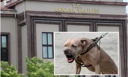 Ankara'da 2 kardeşe saldıran pitbull sahibi gözaltına alındı
