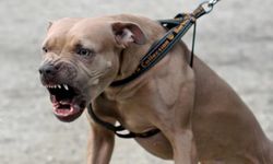 Ankara'da pitbull dehşeti: 2 küçük kardeş saldırıya uğradı
