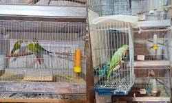 Antalya’da 24 papağan ele geçirildi