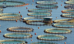 Bakan Yumaklı: Türkiye, su ürünleri avcılığı ve yetiştiriciliğinde bölgesinde lider konumda