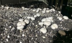 Batman'da kültür mantarı hasadı başladı