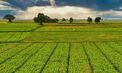 Bir milyar 46 milyon liralık tarımsal destek ödemeleri çiftçinin hesabına yatırılacak