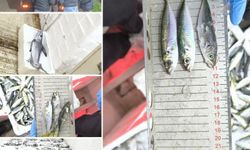 Bursa’da yasak avlanan balıklara el konuldu