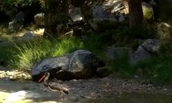 Doğanın siyah incisi kara leylek foto kapanla görüntülendi