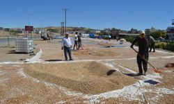  Dr. Öğr. Üyesi Atlı: Siirt fıstığı Türkiye’nin ihracat dengelerini değiştirebilir