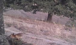 Foto kapanlar kızıl tilkilerin gündüz aktifliğini ortaya çıkardı
