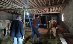 Konya’nın ilçelerinde şap ve brusella aşılamaları sürüyor