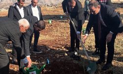 Şırnak’ta çiftçilere 4 bin zeytin fidanı dağıtıldı