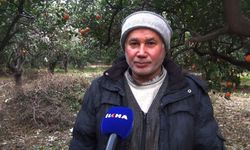 Don tehlikesi narenciyeyi vurdu, küçük üretici çaresiz kaldı