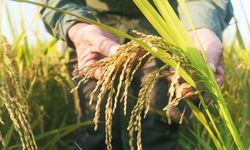 TMO çeltik alım fiyatlarını açıkladı