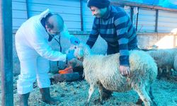 Karadeniz’in ilk hastalıktan ari koyunculuk işletmesi Giresun’da kuruldu