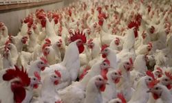 Ticaret Bakanlığı tavuk ihracatını durdurdu