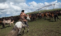 Kazakistan'da at eti tüketimi rekor seviyeye ulaştı