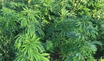 Midyat Uyuşturucu Operasyonu