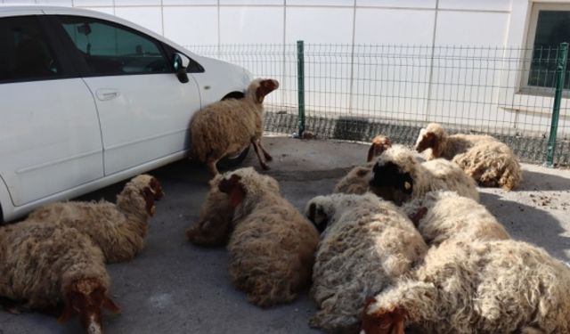 Adıyaman'da ahırdan kaçan 13 koyun bulunarak sahibine teslim edildi