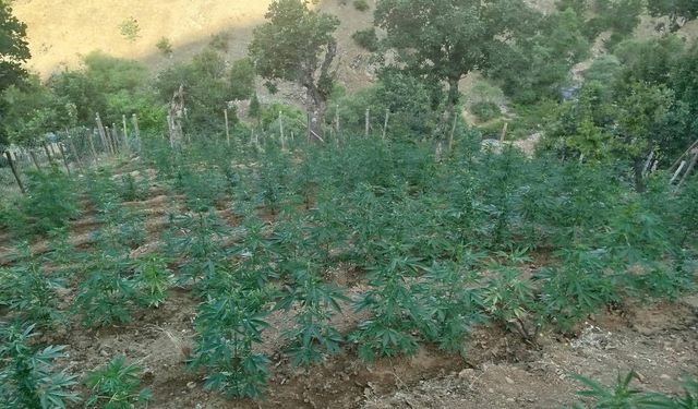 Bingöl'de 15.300 kök kenevir ele geçirildi