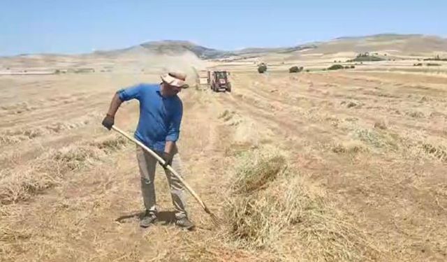 Elazığ Ovası’nda 2025 yılı fiğ hasadı başladı