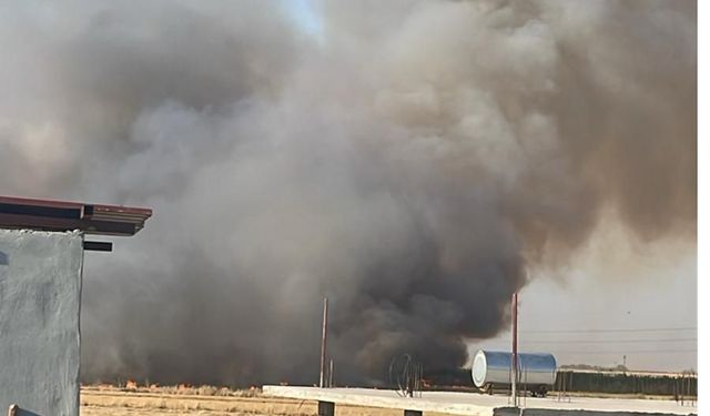 Şanlıurfa’da tarla yangını: 100 dönüm buğday kül oldu
