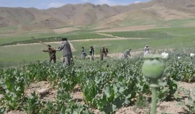 Afganistan'da uyuşturucu operasyonunda 100 kişi yakalandı