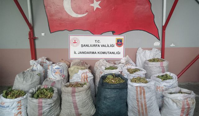 Şanlıurfa’da Antep fıstığı hırsızlığı operasyonu