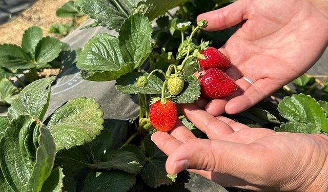 Şirvan’da çilek üretimi başladı: İlçe tarımda yeni bir sayfa açıyor