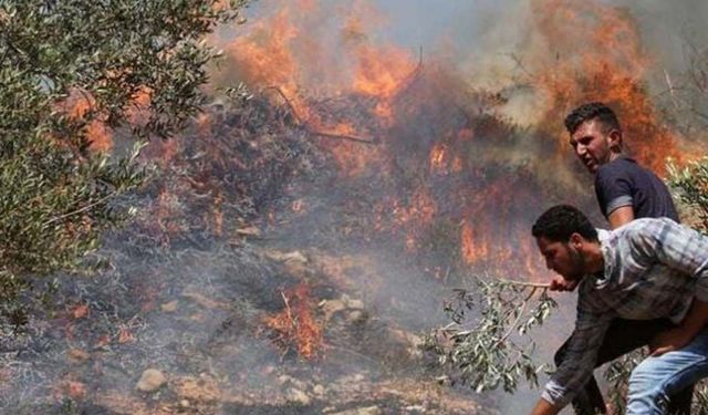 Yahudi çeteler Batı Şeria'da onlarca zeytin ağacını yaktı