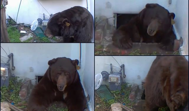 Ev sahibi haftalardır evinin altında yaşayan siyah ayıyla mücadele ediyor