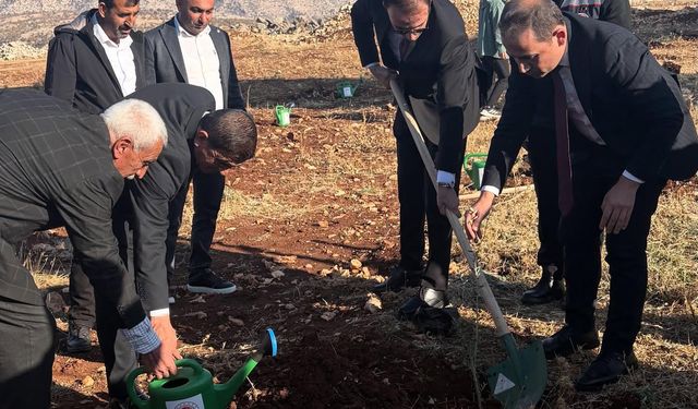 Şırnak’ta çiftçilere 4 bin zeytin fidanı dağıtıldı