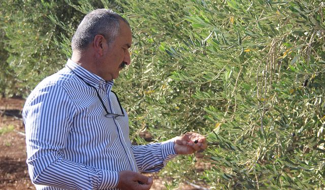 Şırnak’ta zeytine don vurdu: Çiftçi destek bekliyor