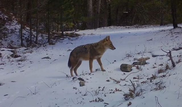 Çakalın kış mücadelesi fotokapanlara yansıdı