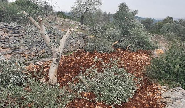 El Halil'de işgalci siyonistler 500 ağacı kökünden söktü