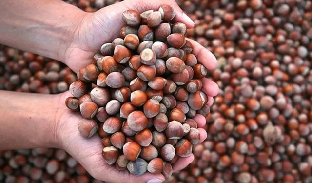 Soğuk havalarda fındık yemenin vücuda faydaları