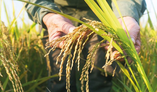 TMO çeltik alım fiyatlarını açıkladı