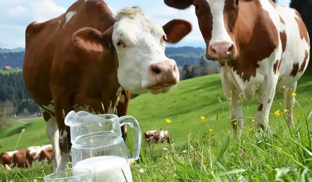 Toplanan inek sütü yüzde 4 azaldı